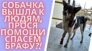 Dog caught in a trap. We save from necrosis URGENTLY