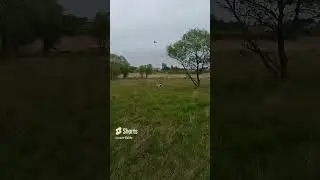 Сороки! #собака #счастье #юмор #животные #сорока