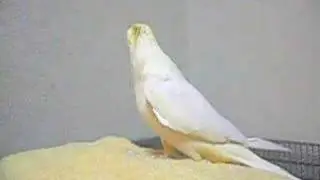 Cockatiel sings Little bird's song