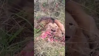 Pelea de leones y cómo quedó uno - Todo el texto en Instagram - Safaris a medida