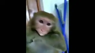 вечер в хату