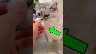 Made 2 Fake Eggs For My Cat 🥺 
