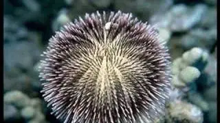 Equinodermes