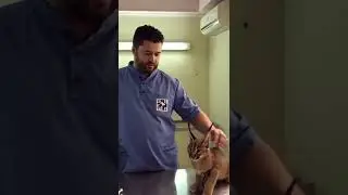 Caracal Hisses at Vet While Being Vaccinated