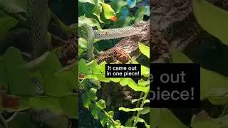 Rough green snake shed 