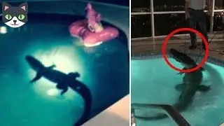 7 ANIMALES QUE SE METIERON EN CASAS HUMANAS | ANIMALES INVADIENDO CASAS