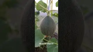 Дыня