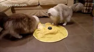 Cat Teaser Toy: The Undercover Mouse or The Cat's Meow Interactive Cat Toy - Floppycats