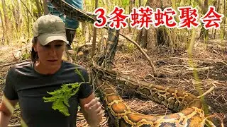 沼澤獵手：什麽情況？3條蟒蛇在一起，從來沒見過！紀錄片