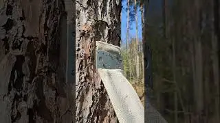 Самодельные качели на опушке леса