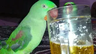 मेरा पियक्कड़ तोता