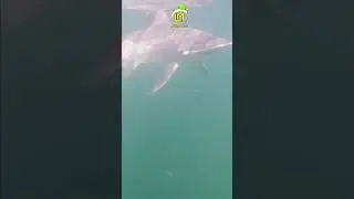 Hammerhead Shark bumps camera