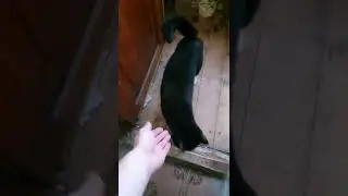 чужая киса 😃