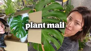 Plant mail boxing | picking plants to send & package them with me (: