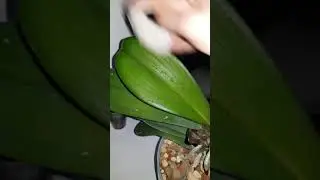 Циркон. Как я удобряю свои растения цирконом.
