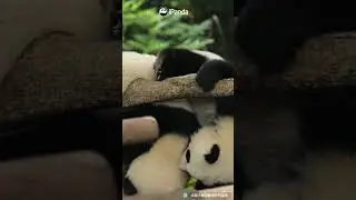 Panda Student Athletes Showing Incredible Core Strength | iPanda 