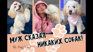 Почему Той Пудель?! Как уговорить родных завести щенка? Мои лайфхаки!