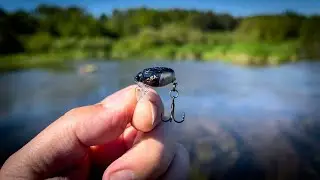 THIS LURE SAVED FISHING / CHUB ON CRANKS / COMEBACK IN SUMMER 2025
