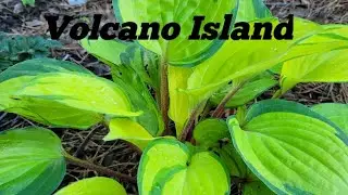 Hosta "Volcano Island" ( хоста "Волкано Айленд")
