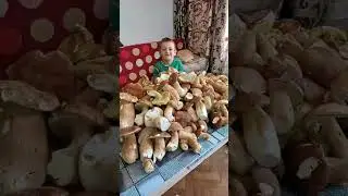 Mushrooms 2024 Eastern Europe