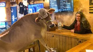 But Won't It Get My Cow DRUNK?