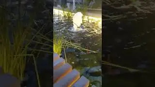 Летний вечер.