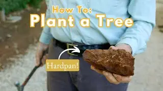 Overcoming Hardpan: How To Plant a Tree in Hardpan, Caliche, or Compacted Soil!