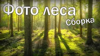 Фото красивого Леса Необычные картинки