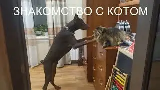 у нас появился молодой доберман 1 день