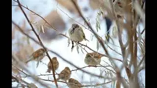 birds singing no copyright sound effect