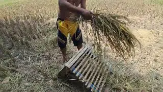 cara manual panen padi bos