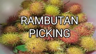 RAMBUTAN PICKING AT ISIDRO FARM #familyvlog #rambutan #rambutanfruit #bataan