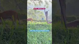 Guard dog in hills || anjing penjaga bukit # #cute #dog #doglover #dogs #doglovers #hills #anjing