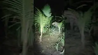 Detik Detik Penampakan Real Pocong Dan Banaspati..??
