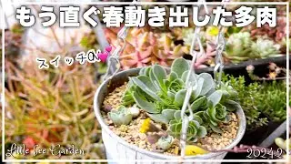 [Суккуленты] Включен переключатель роста [Садоводство]