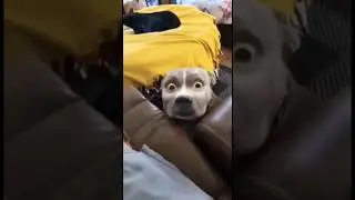Funny dogs 😂 episode 13 #shorts