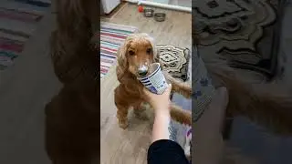 Золли любит сметану