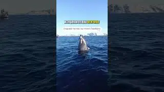 Подробности https://t.me/veganstravel