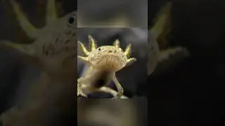 Leading dragon. Axolotl