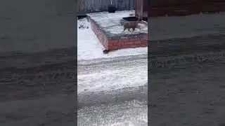 том и джери  российская версия