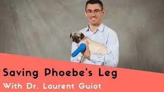 Fixing A Pug Puppy's Leg