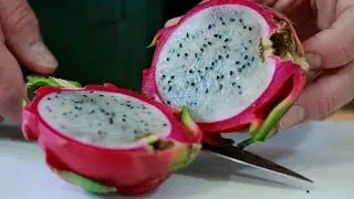 When is it ripe? Dragon Fruit