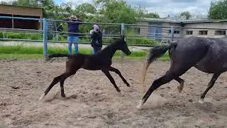 Haghila Shael (Gadar Shael - Hamishi Shael), akhalteke filly 2023
