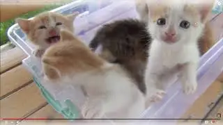 Exeller Reacts To Baby Kittens Meowing (Funny as Hell)
