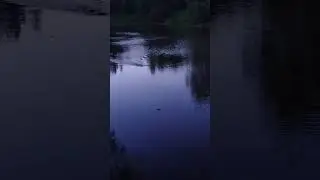 бобер плывет по своим бобровым делам. 