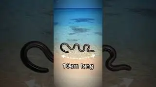 World's Smallest Animals 😱 #shorts #viral #trending