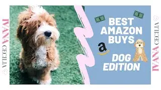 BEST AMAZON BUYS - PET EDITION - IVANA CECILIA