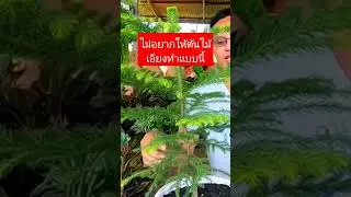 ไม่อยากให้ต้นไม้เอียงทำแบบนี้ สนฉัตรต้นเอียง