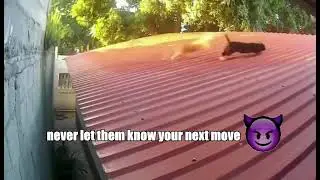 cat breaking ankles