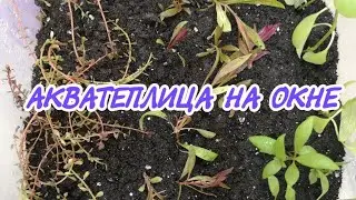 ЗАПУСТИЛ АКВАТЕПЛИЦУ НА ОКНЕ НОВЫМ СПОСОБОМ